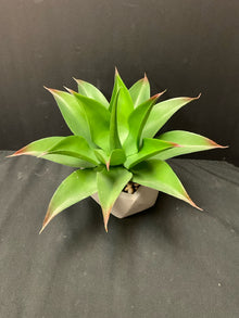  Plant
