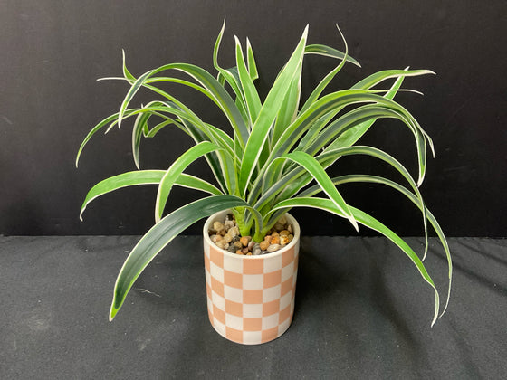 Plant