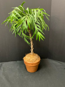  Plant
