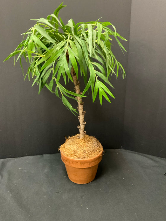 Plant