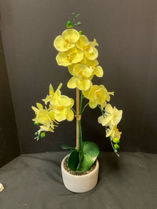  Plant