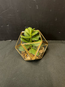  Terrarium
