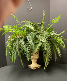  Plant