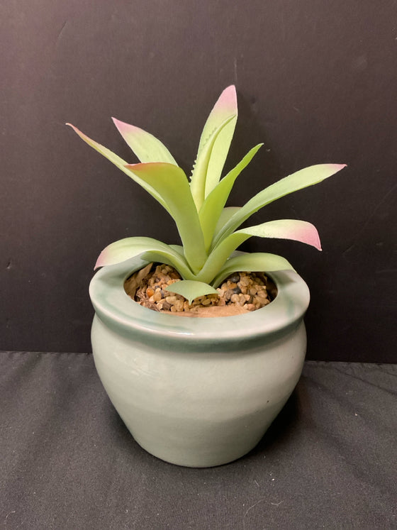 Plant