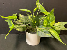  Plant