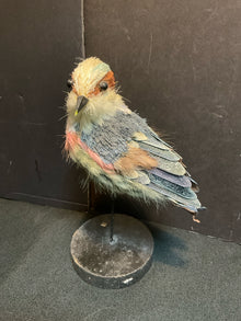  Animal/Bird/Fish/Critter
