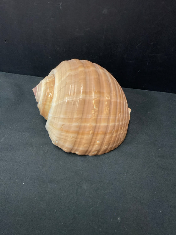 Shell
