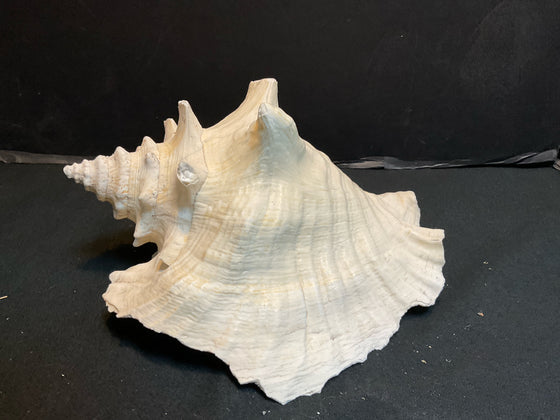 Shell