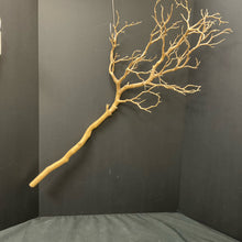  Twig(s)/Branch(es)