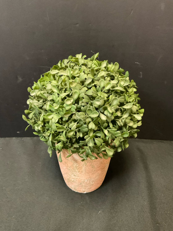Plant
