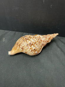  Shell