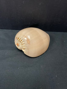  Shell