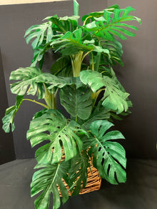  Plant