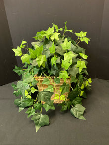  Plant