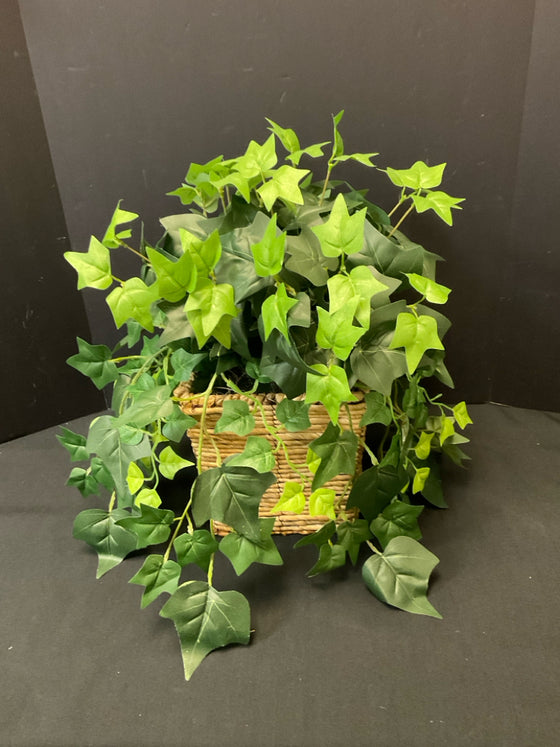 Plant