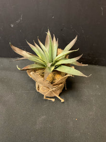  Plant