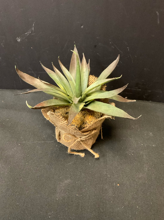 Plant