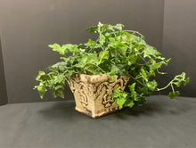  Plant